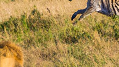 What Travels Through A Food Chain